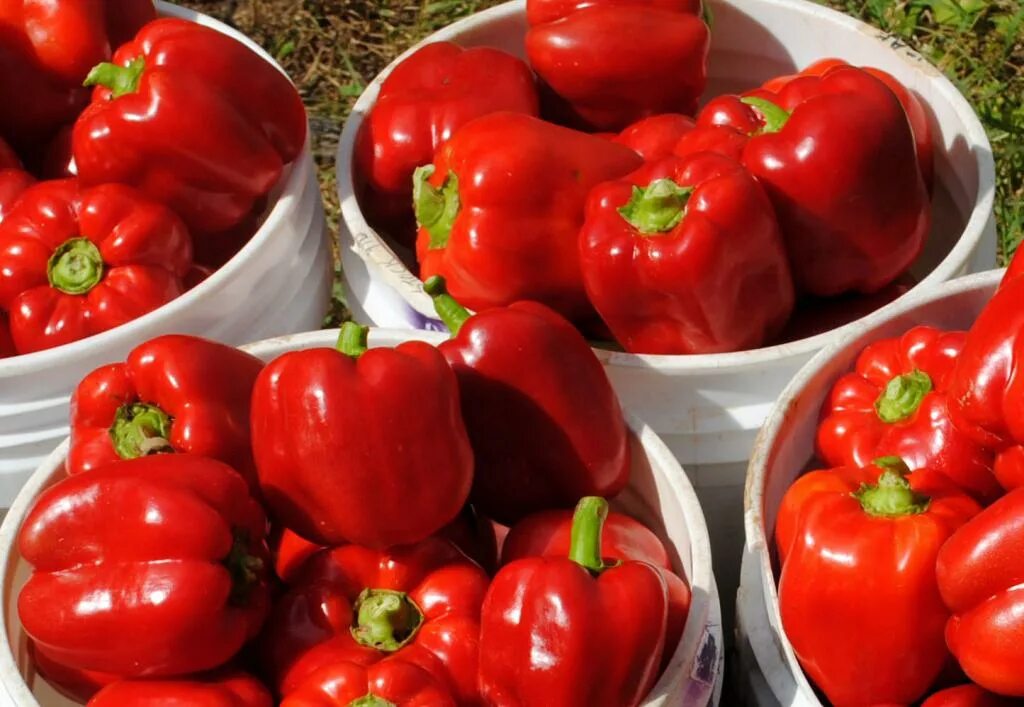 Овощи понижающие. Перец сладкий Sweet Bells Red. Bell Pepper. Red Bell Pepper. Bell Pepper Scalled.