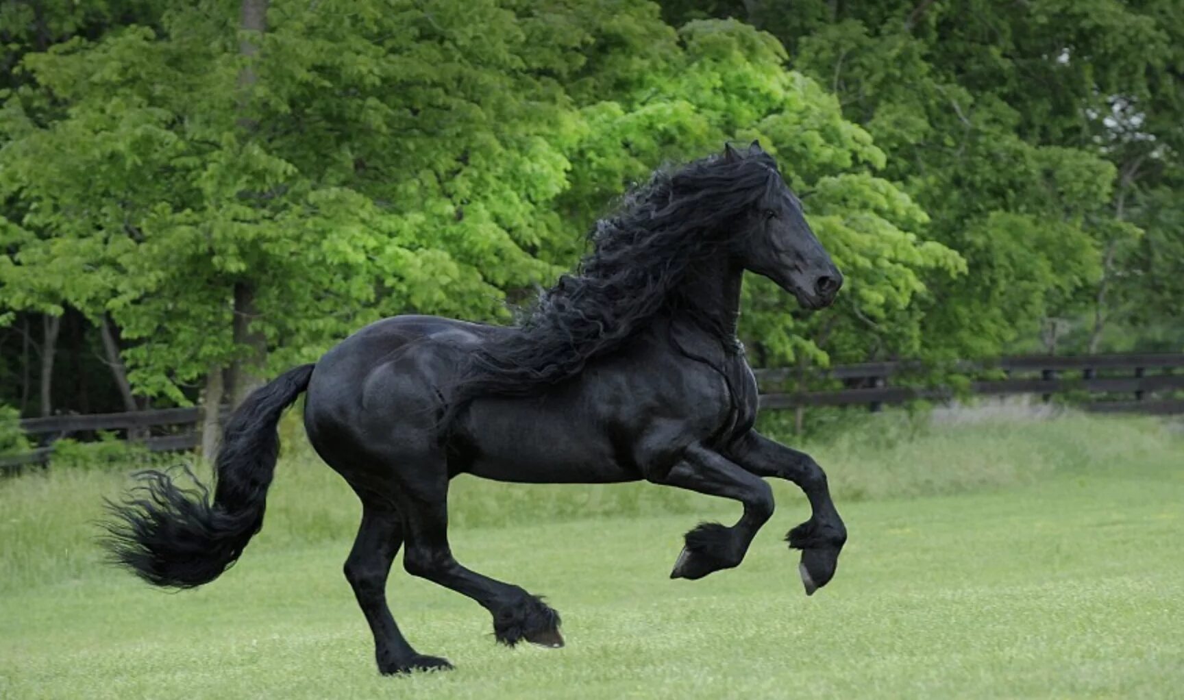 Фризы видео. Голландская упряжная – Фризская лошадь. Фредерик Великий лошадь.