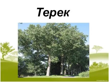 Әйелдердің сексуалды денесі