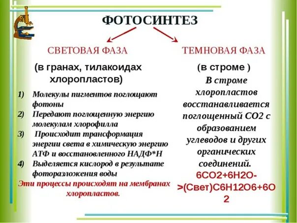 Фотосинтез световая и темновая фазы 10 класс. Световая и темновая фаза фотосинтеза кратко. Процессы световой фазы фотосинтеза кратко. Этапы световой фазы фотосинтеза. Световая стадия темновая стадия