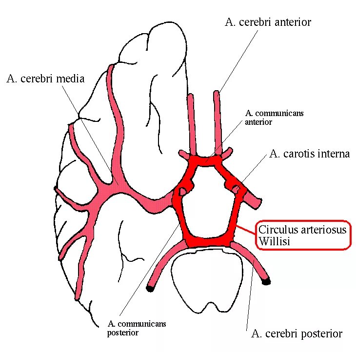 Arteria Cerebri Media ветвь. Задняя мозговая артерия (arteria Cerebri posterior. Arteria Cerebri anterior -передняя мозговая артерия. Ветви arteria basilaris. Мозговые артерии латынь