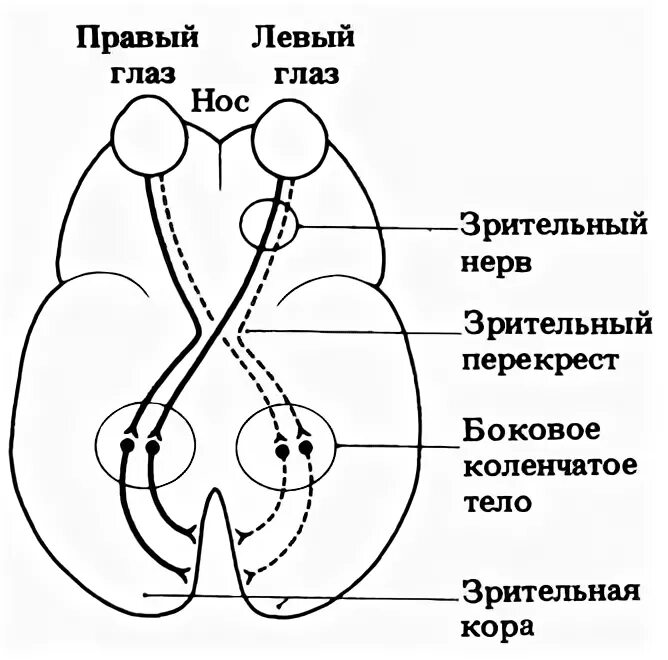 Проводниковый отдел зрительного анализатора представлен. Структура зрительной коры млекопитающих. Нервный путь зрительного анализатора. Структура зрительной коры млекопитающих. Структура зрительной коры млекопитающих.