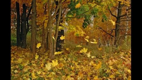 За летом листопад