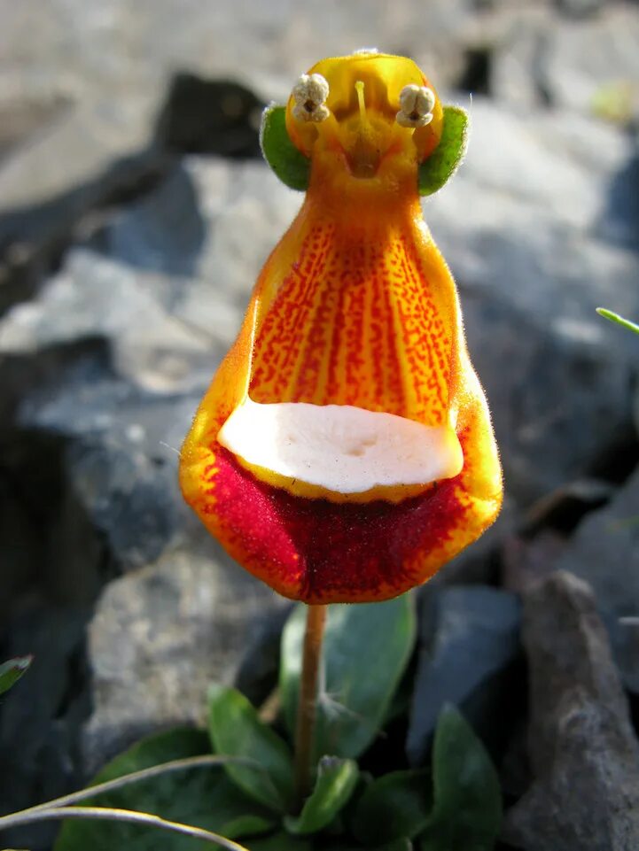 Счастливый инопланетянин (Calceolaria uniflora). Кальцеолярия Унифлора. Кальцеолярия одноцветковая. Цветок кальцеолярия Унифлора.