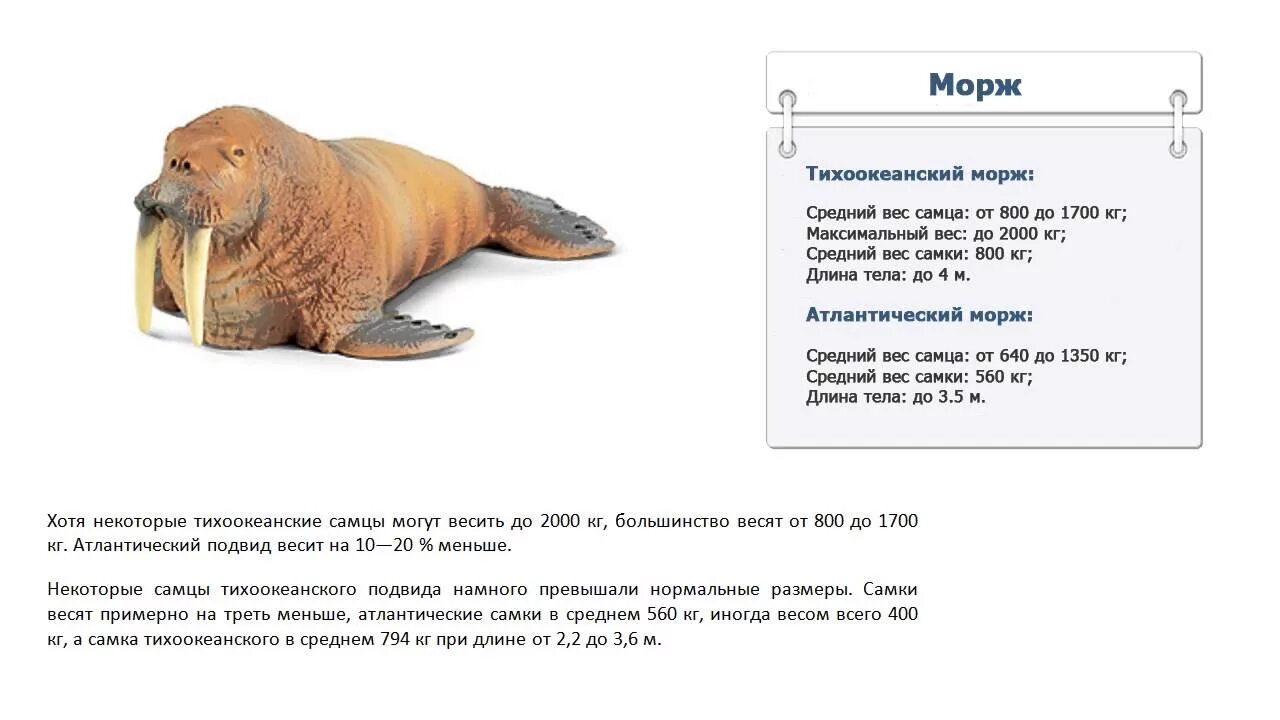 Индекс морж биржы. Масса моржа. сколько весит морж. морж вес. морж весит.