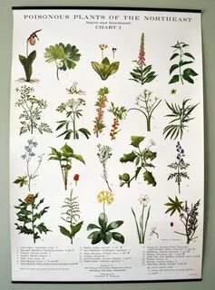 Poison plant