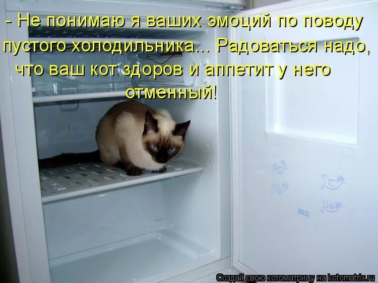 Кот в пустом холодильнике. Открытый холодильник и кот. Кошачий холодильник. Прикольный холодильник.