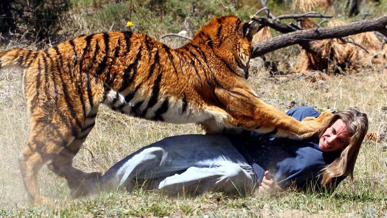 Какой тигр сильнее. Нападен еживо ных на людей. Нападение диких животных. Нападение животных на людей.