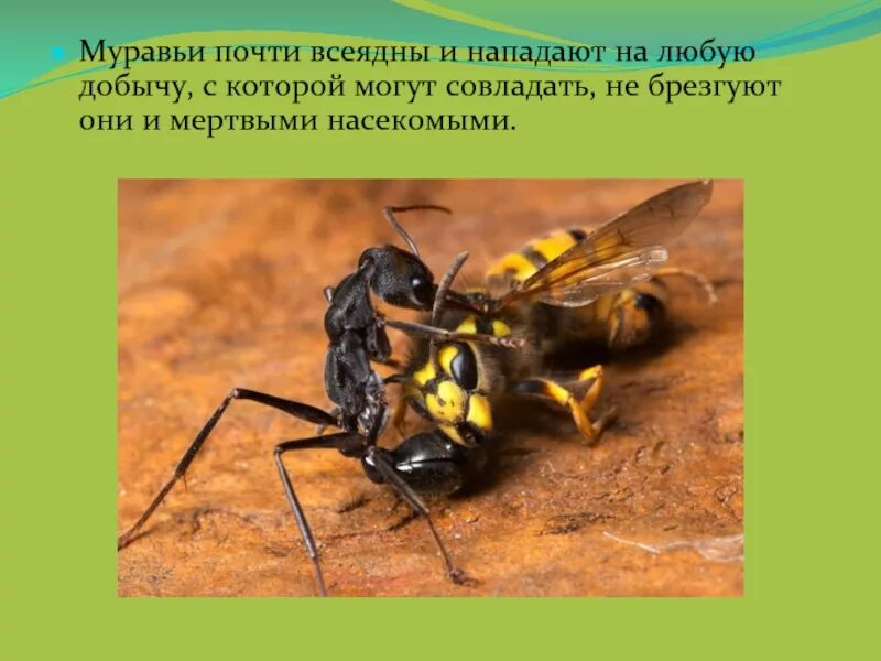 Рассказать про муравья. Доклад о муравьях. Доклад про муравьев. Муравей рассказ 2 класс. Презентация про муравьев.