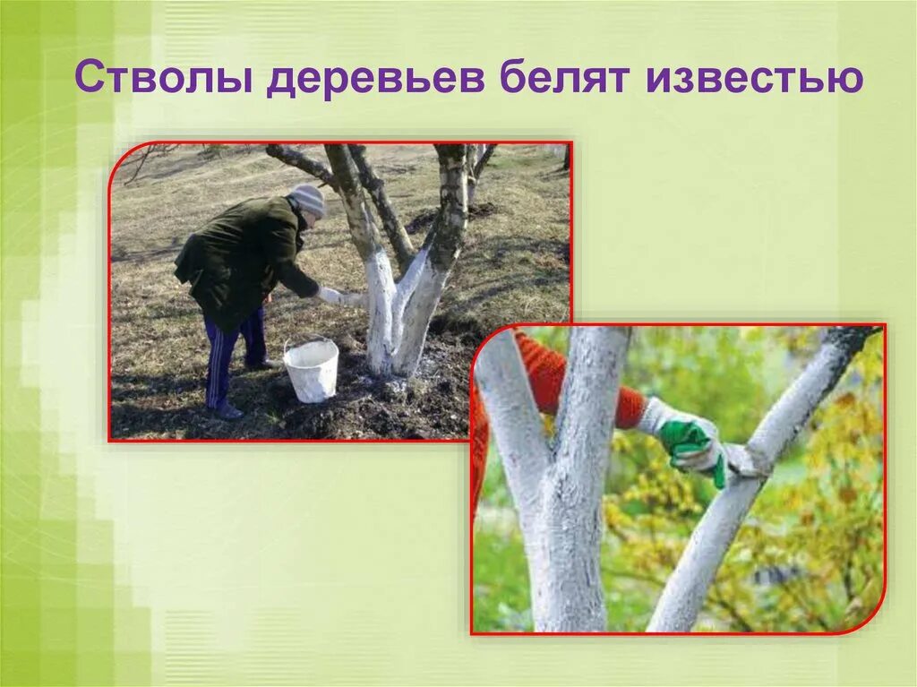 Зачем ствол дерева красят белым цветом. Белить стволы деревьев. побелка стволов. зачем белят деревья известью. чем белят стволы деревьев.