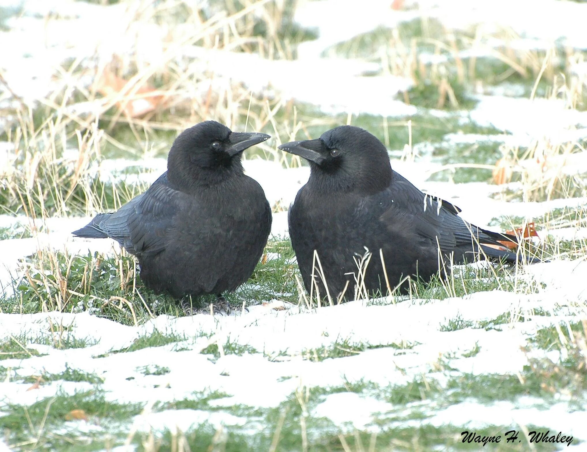 Crow of judgement. Crow raven разница. Crow astd. Зеленая ворона. Копия птицу.