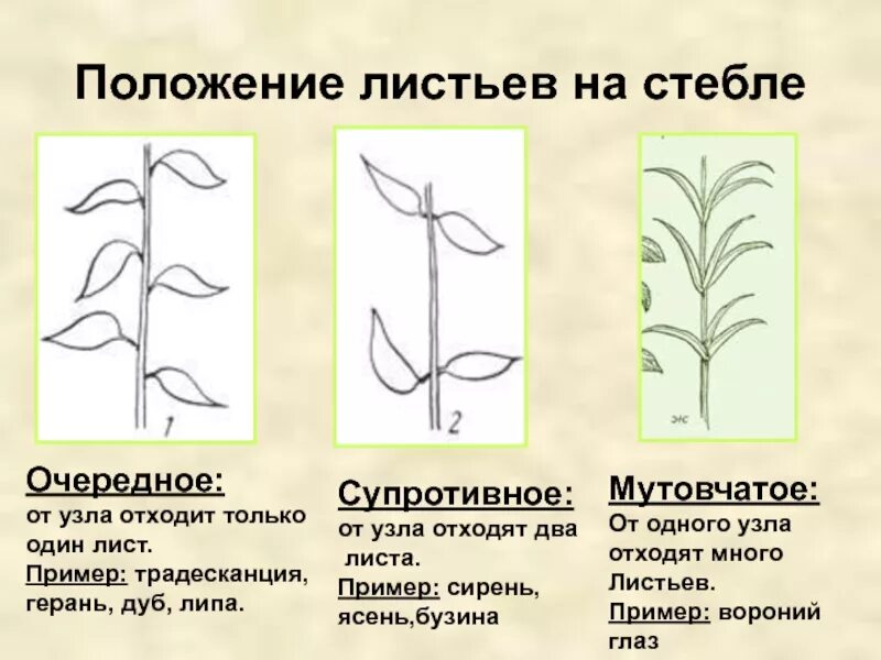 Положение листа. Типы листорасположения очередное схема. расположение листа на стебле. положение листьев на стебле. расположение листьев на стебле.