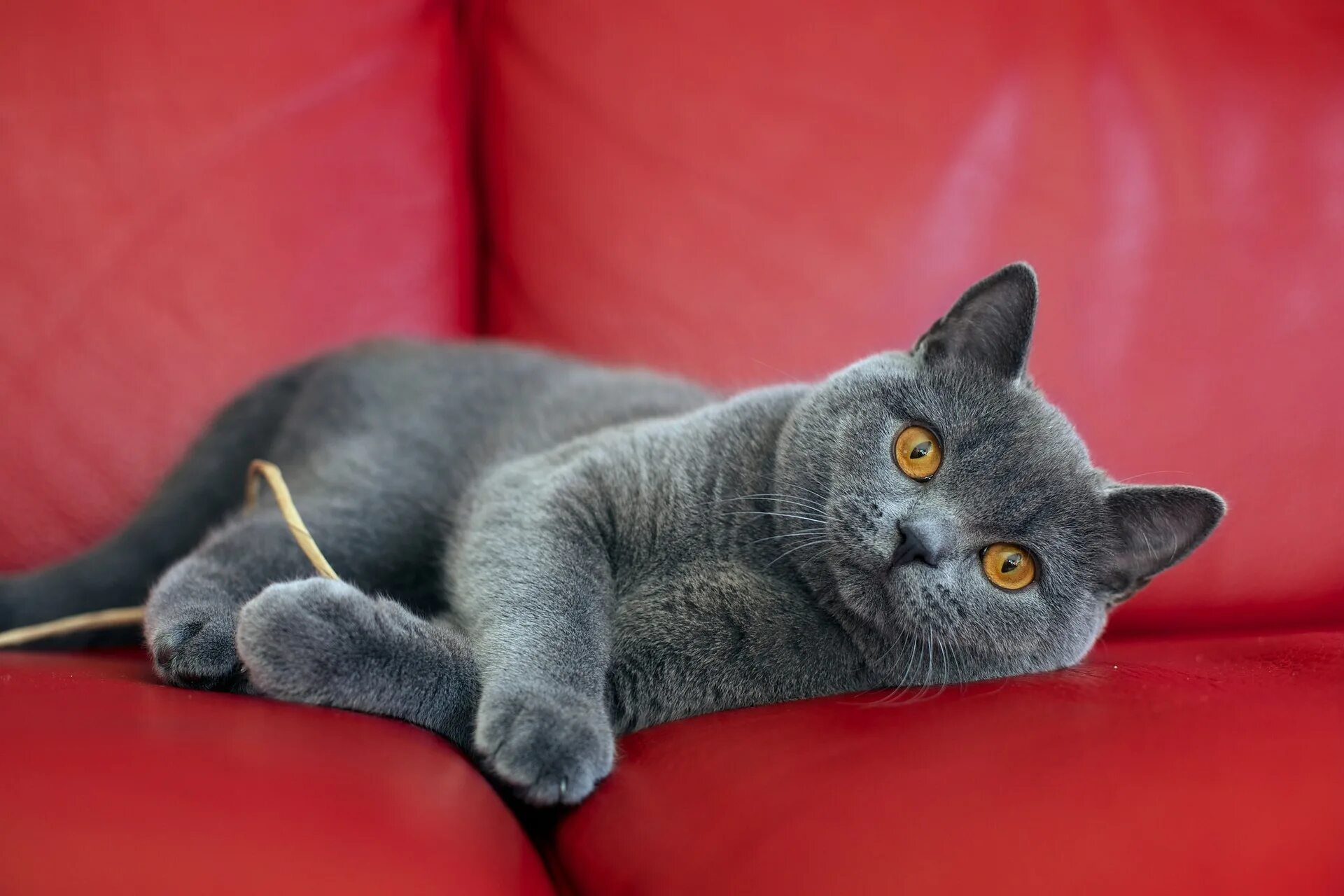 Фотографии породы британских кошек. Британская короткошёрстная кошка. Британская короткошёрстная кошка шартрез. Британская короткошёрстная British Shorthair. Британская короткошёрстная кошка прямоухая.