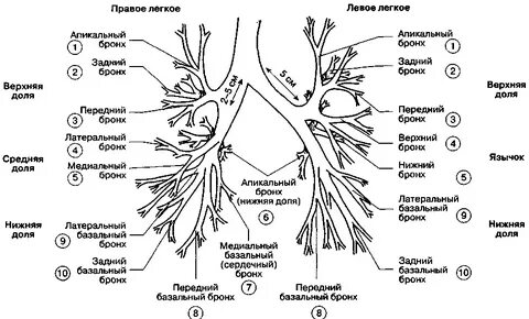 Бронхи легких схема