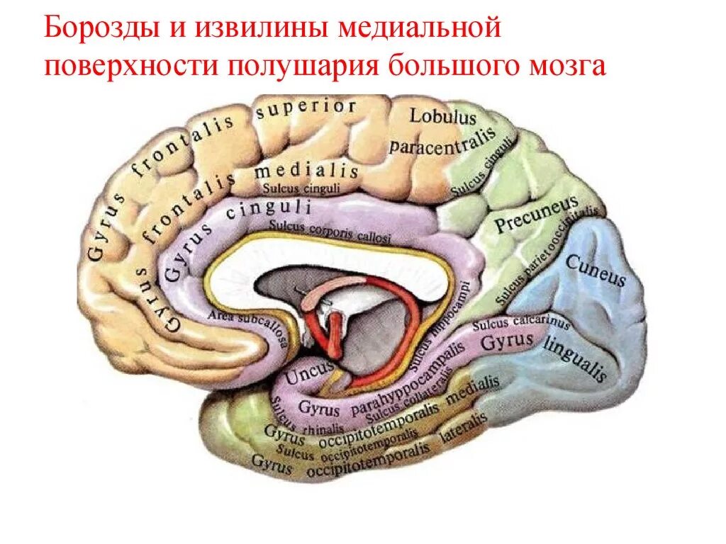 Центральный отдел обонятельного. Сводчатая извилина головного мозга. Борозды и извилины коры больших полушарий медиальная поверхность. Обонятельный мозг сводчатая извилина. Борозды и извилины медиальной поверхности полушария большого.