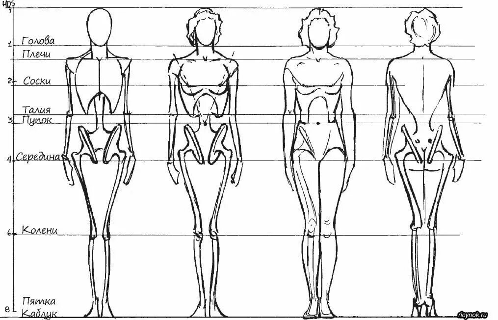 8 частей человека. Эндрю Лумис пропорции фигуры. Пропорции тела человека схема. Пропорции женской фигуры для рисования. Пропорции человека женщины.