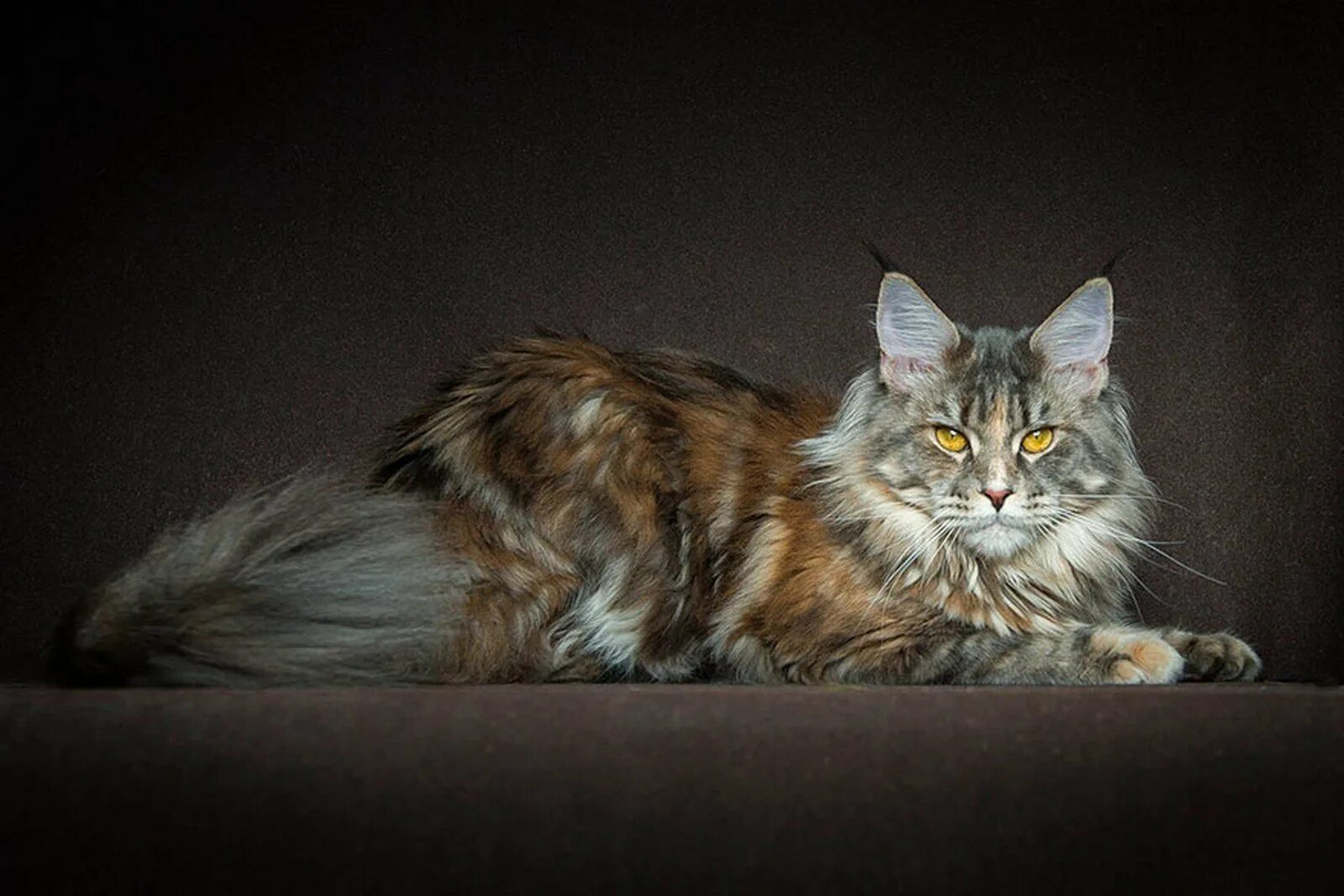 Манкун коты. Мейн-кун. коты мейн куны. кот породы мейн кун фото. длинношерстный мейн кун.