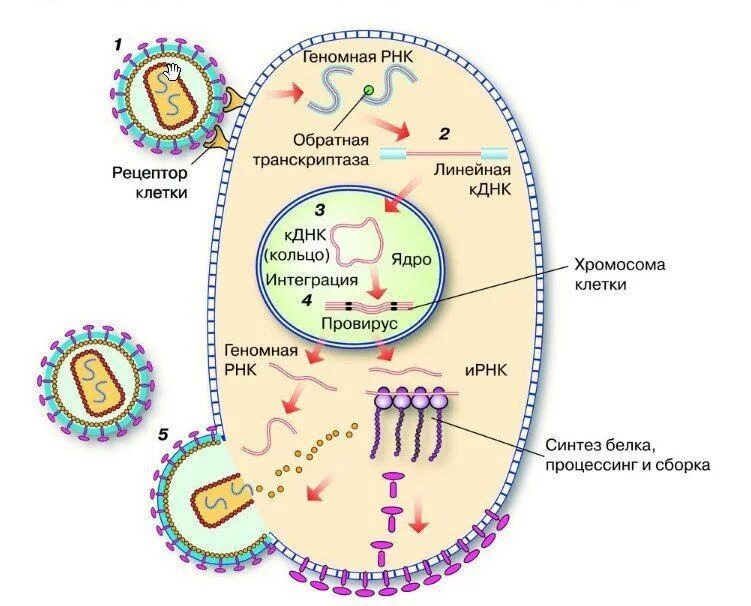 Жизненный цикл вируса ВИЧ схема. Схема репродукции вируса иммунодефицита человека ВИЧ. Схема репродукции вируса ВИЧ.