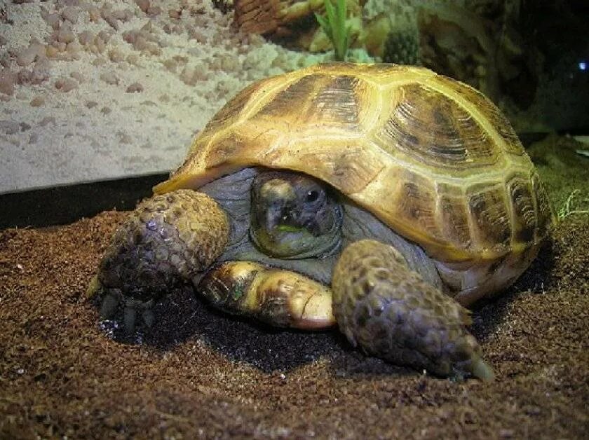 Черепахи живут 300. Сухопутная черепаха. Среднеазиатская сухопутная черепаха. Среднеазиатская красноухая черепаха. Европейские Сухопутные черепахи.