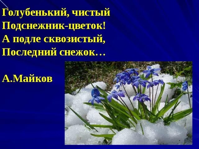 А подле сквозистый последний снежок. Майков голубенький чистый Подснежник. Голубенький чистый Подснежник-цветок а Майкова.