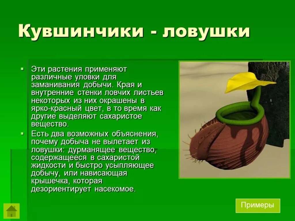 Сообщение по биологии на тему растения. Хищные растения кувшинчики ловушки. доклад по биологии 5 класс на тему хищные растения. растения хищники презентация 5 класс. проект по биологии 5 класс на тему растения хищники.