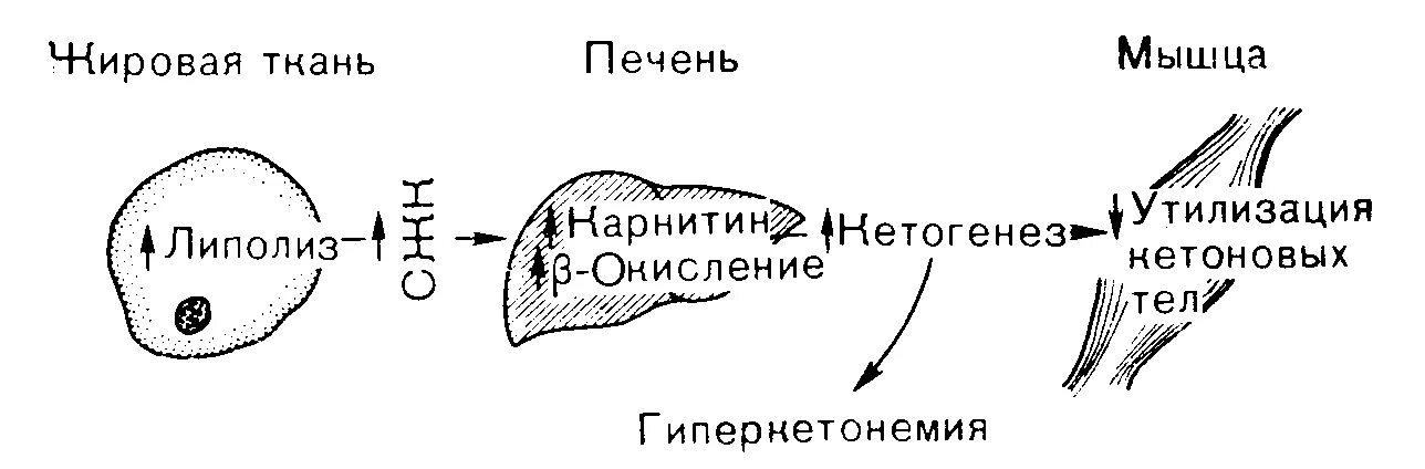 Препараты от кетоза у коров. Кетоз печени. Кетоз печени. Алиментарный кетоз. Кетоз печени.