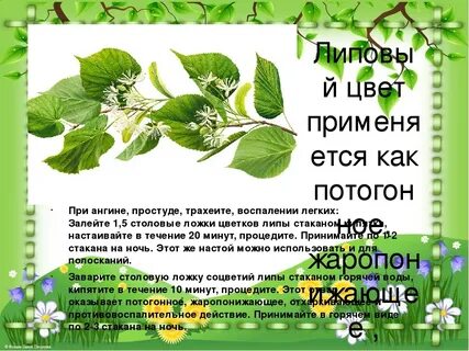 Польза липы