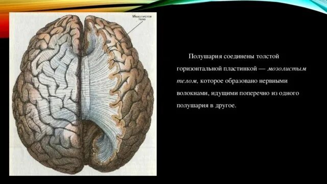 Полушария соединяет между собой. Полушария и мозолистое тело. Большие полушария соединены мозолистым телом. Волокна мозолистого тела.