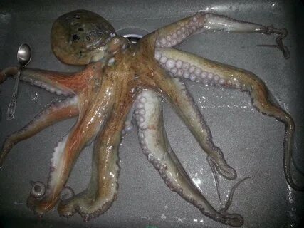 Кальмар и осьминог