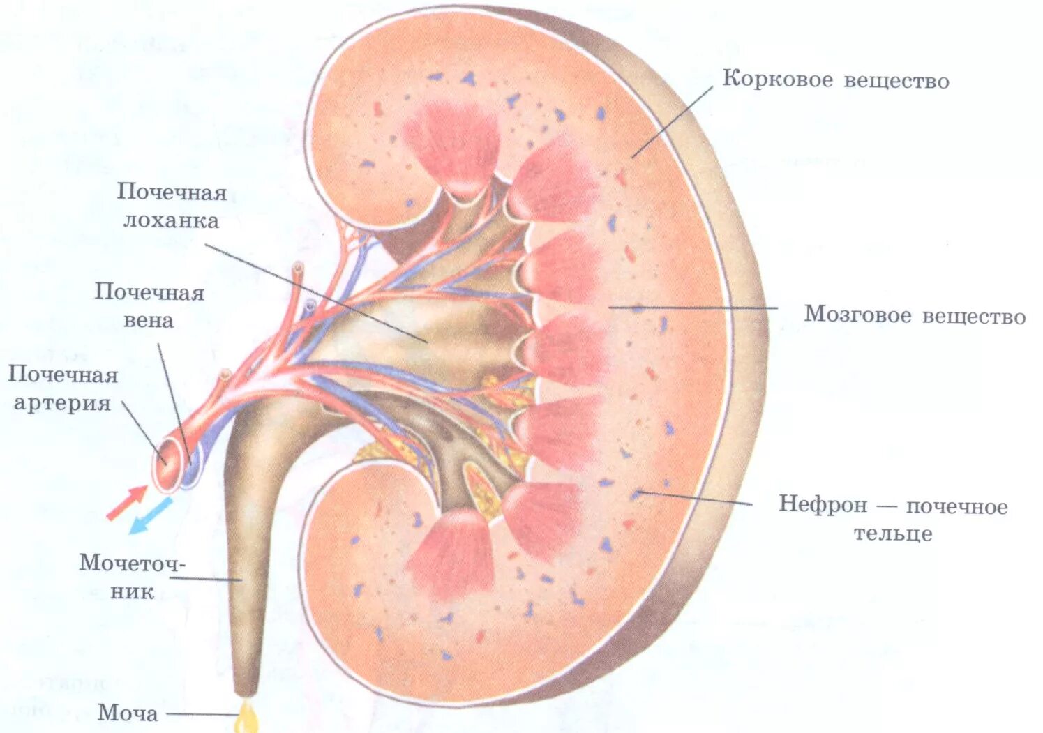Почечная лоханка рисунок. Почечная лоханка почечная Вена почечная артерия. Строение клубочка почки. Строение почки клубочки канальцы. Строение почек (корковое, мозговое вещество, мочевыводящие пути);.