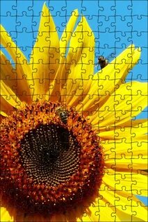 Sunflower отзывы