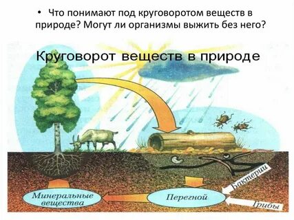 Производители круговорота веществ