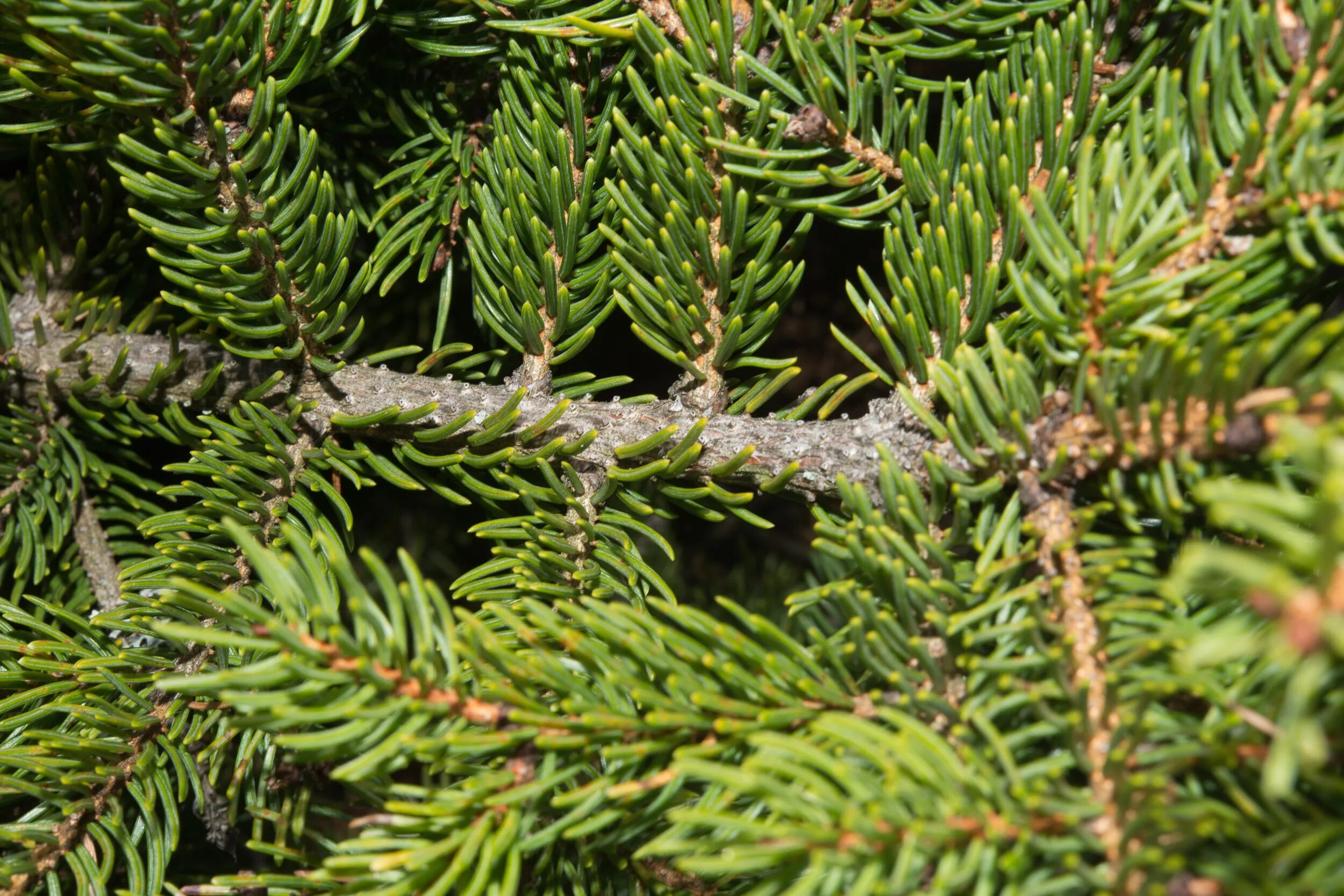 Ель черная Picea Mariana. Ель ситхинская Aurea. Picea Mariana Beissneri. Ель engelmannii Bush Lace.