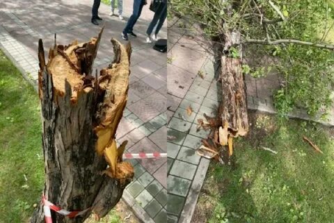 На мальчика упал дерево