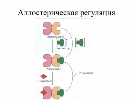 Аллостерическая регуляция