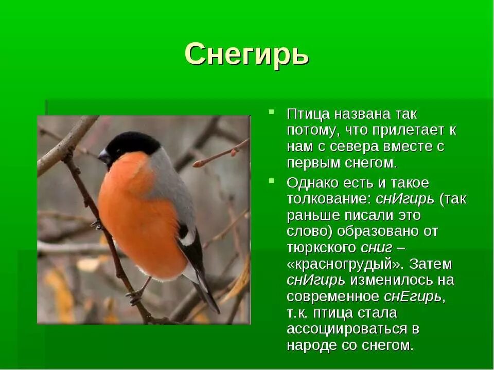 Почему их так назвали 5 класс. Картинки птиц с описанием. Почему их так назвали 5 класс. Почему снегиря так назвали. Птица секретарь почему так называется.