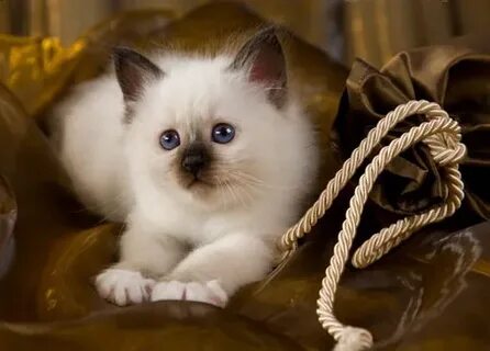 Валерия Бордо секс