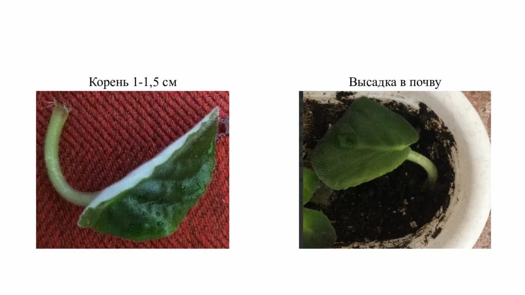 Размножение стеблевая черенка растений. Черенкование комнатных растений. Лабораторная работа черенкование комнатных растений. Лабораторная работа вегетативное размножение комнатных растений. Размножение комнатных растений отводками.