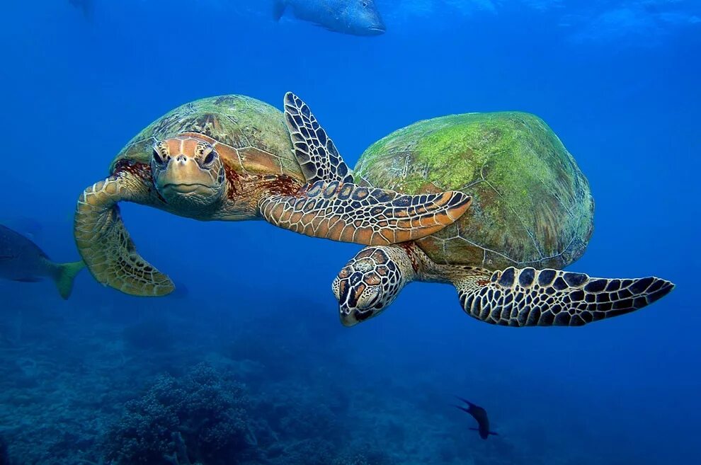 Среда обитания зеленой черепахи. Зеленая морская черепаха. Зеленая (суповая морская черепаха). Большой Барьерный риф черепахи. Морские черепахи большого барьерного рифа.