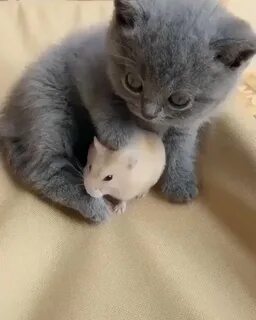 Милые котята видео