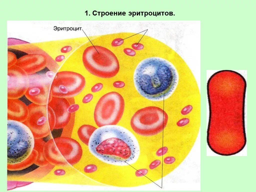 Строение эритроцита человека. Строение эритроцитов в крови человека. Строение эритроцитов человека рисунок. Эритроциты строение клетки.