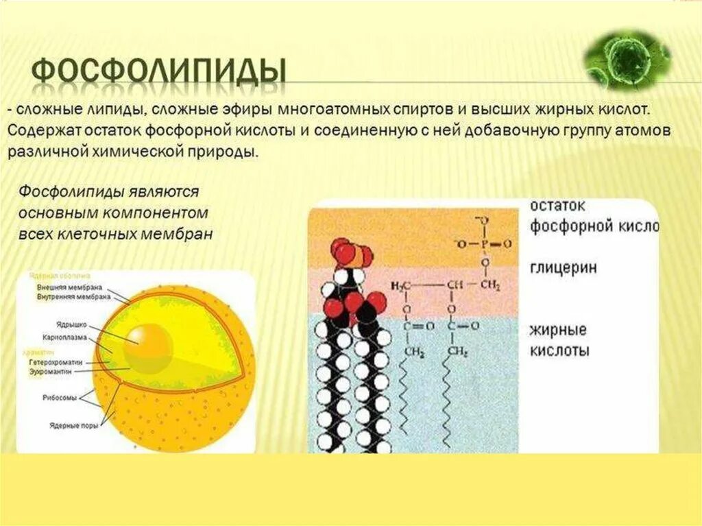 Фосфолипиды общее строение. Строение мембраны клетки . Липиды. Строение основных фосфолипидов. Фосфолипиды структура и функции.