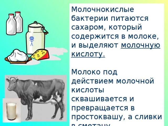Можно ли молочную кислоту в пост. Молоко для молочнокислых бактерий. кисломолочные бактерии в молоке. бактерии выделяющие молочную кислоту. продукты из кисломолочных бактерий.