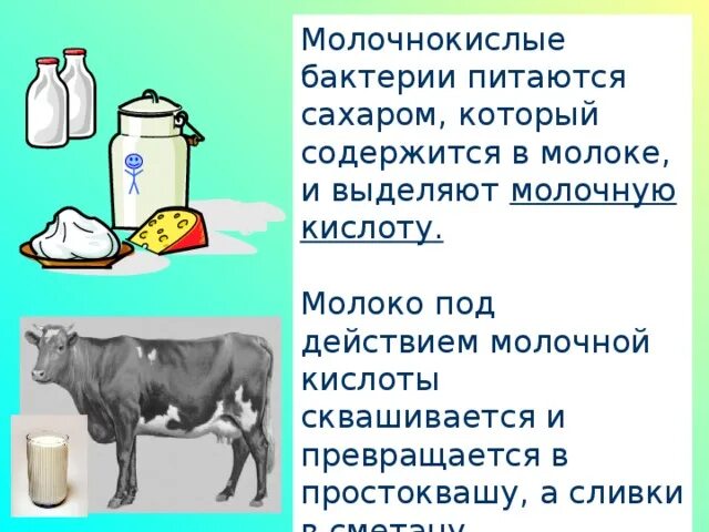 Молоко для молочнокислых бактерий. Кисломолочные бактерии в молоке. Бактерии выделяющие молочную кислоту. Продукты из кисломолочных бактерий. Дрожжи используются человеком для производства кисломолочных