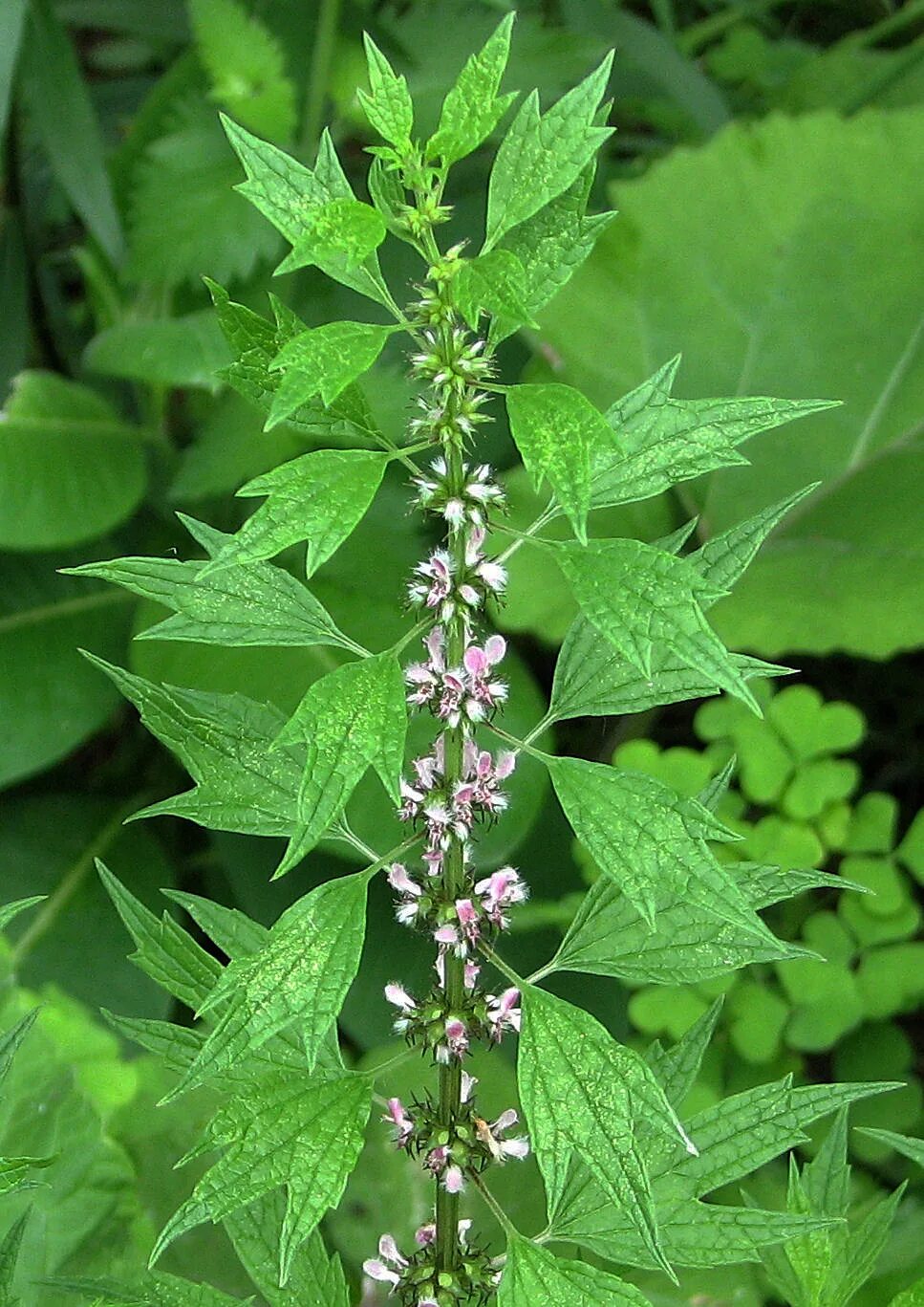 пустырник сердечный трава. пустырник пятилопастный. пустырник сердечный (leonurus cardiaca). пустырник сердечный (пустырник пятилопастный). пустырник сердечный - leonurus cardiaca l.