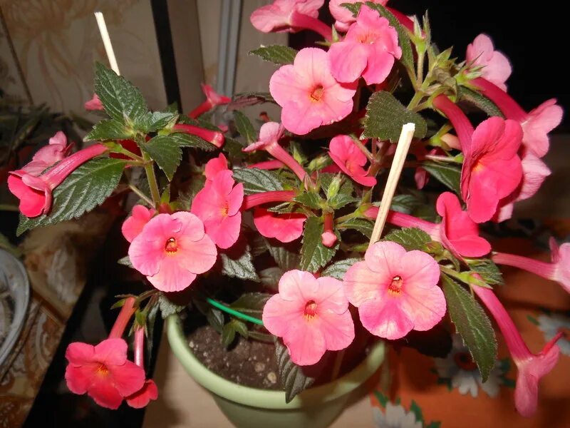 ахименес ambroise verschaffelt. ахименес тринити. ахименес выращивание. ахименес genesis. ахименес цветок.