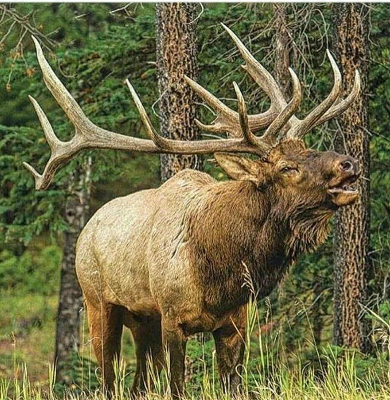 Олень и лось отличия фото. Сохатый олень. лось и олень. elk лось. лось от оленя.