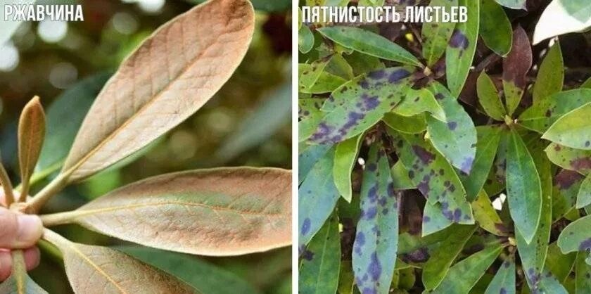 Бурая пятнистость рододендронов. Ржавчина на рододендроне. Трахеомикозное увядание рододендрона. Ржавчина на рододендроне. Серая пятнистость рододендронов.
