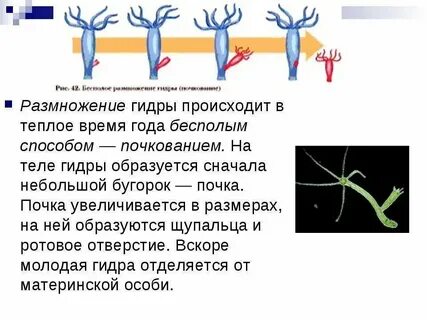 Бесполое поколение кишечнополостных