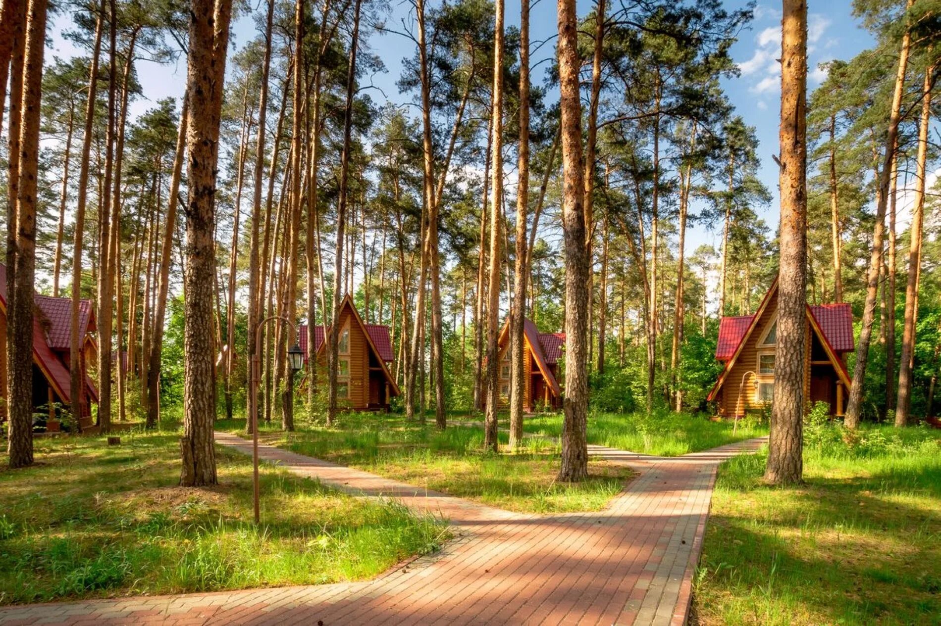 сосновый лес сосновый бор дербент. парк в россоши каялов бор. лисицкий бор тверская область берег волги. сосновый бор новосибирск. вкс кантри владимирская область.